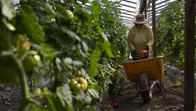 El tomate enfrenta en Mendoza una temporada de menos superficie cultivada e incertidumbre por los precios. El tomate enfrenta en Mendoza una temporada de menos superficie cultivada e incertidumbre por los precios.