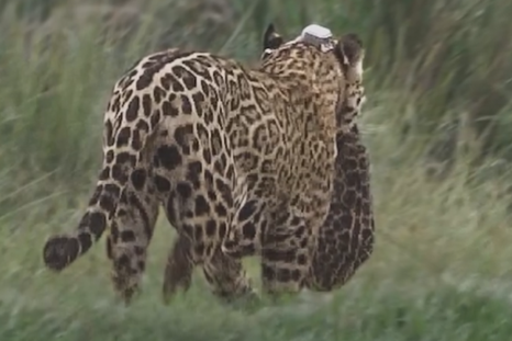 Una de las primeras yaguaretés liberadas se mostró junto a su cría. Una de las primeras yaguaretés liberadas se mostró junto a su cría.