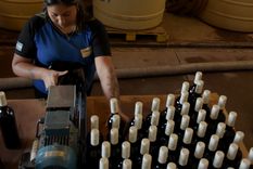 La exportación de vino argentino tuvo una caída de más del 10% en el primer mes del 2025. Foto: Walter Moreno/Mdz