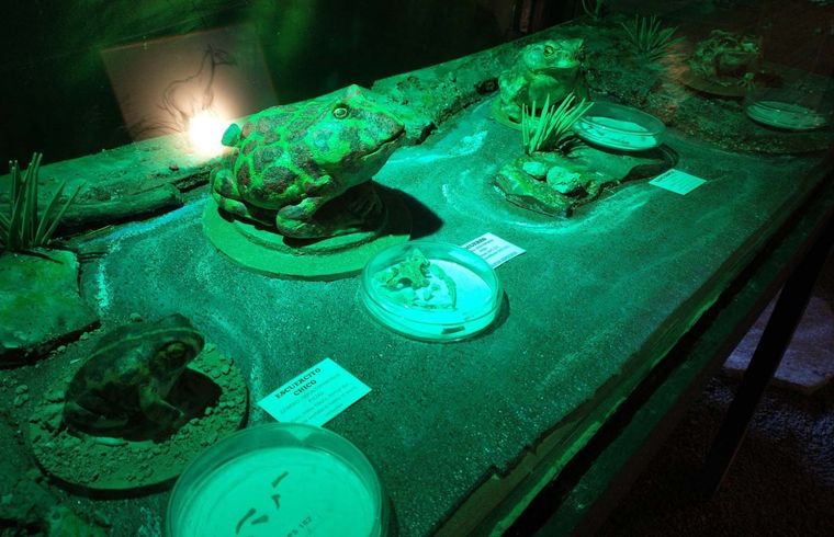 Entre los huesos fosilizados hay húmeros, pelvis, mandíbulas, fragmentos de cráneos, vértebras y fémures, entre otras piezas. Foto: Télam