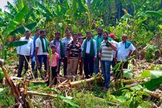 Plantación de bananas destruida. Foto: DeccanHerald.