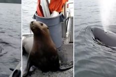 El león marino está en peligro de extinción. Foto: TheDailyDot.