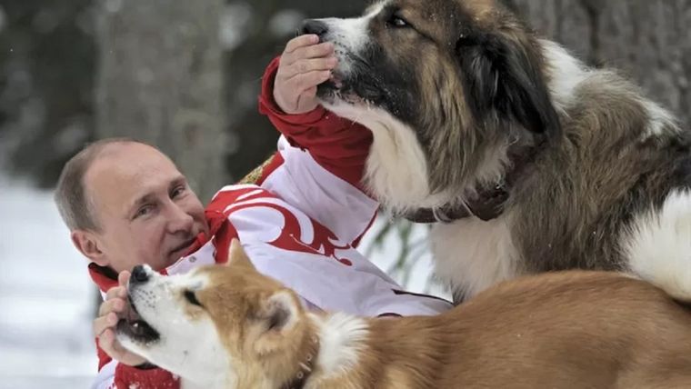 Imágenes como esta del presidente Putin jugando con perros en la nieve son compartidas en grupos de Facebook. Foto: REUTERS