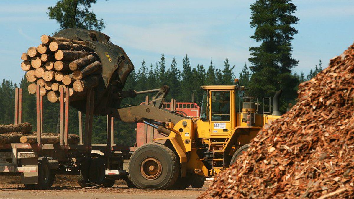 Cómo será la inversión forestal de unos 2.000 millones de dólares en la industria forestal de Corrientes