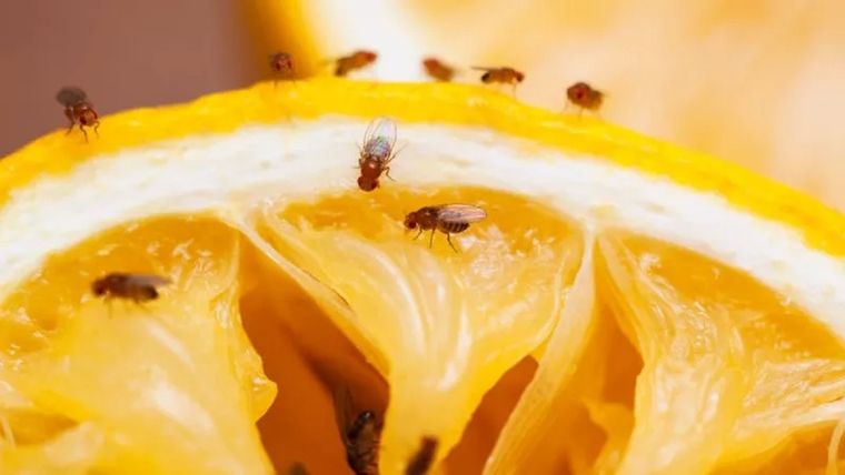 ¿Tus frutas se llenan de mosquitas? Esto es lo que tenés que hacer Foto: iStock
