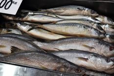 Unos 30 cargamentos de merluza exportados a Brasil presentaban inconsistencias en la documentación y un costo de más de US$ 600.000 para el fisco. Foto: ALF PONCE MERCADO / MDZ