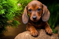 Estas son mascotas adorables Foto: SHUTTERSTOCK