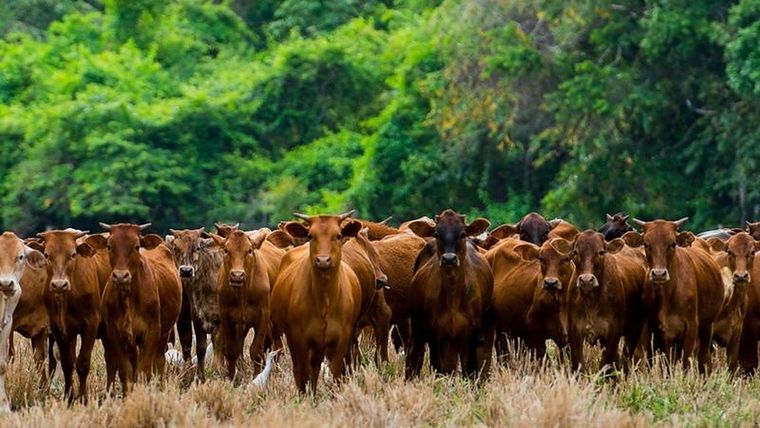 Los árboles a menudo se talan para crear tierras de pastoreo para proveer la demanda de carne del mundo. Foto: GETTY IMAGES
