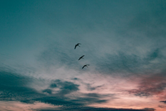 Mensajes espirituales: qué significa que un pájaro entre en casa Hablemos de aves y espiritualidad. Foto: Freepik