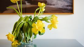 Con este secreto las plantas no solo dejarán de morir, sino que también estarán libres de plagas Foto: Fuente: Shutterstock