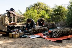 rescatan a tres yaguaretes luego de que sus madres fueran asesinadas