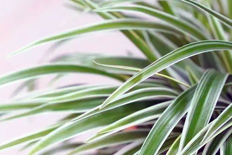 Planta de la abundancia. Planta de la abundancia.