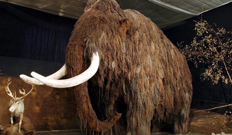 Una hembra de mamuts fue comida por homínidos hace 1,2 millones de años. Foto: MuseodelNorte/UniversidaddeAlaska