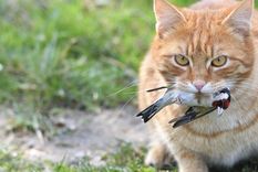 Ratones, pájaros o insectos: lo que para vos es una sorpresa, para tu gato es una señal de confianza y territorio. Foto: Shutterstock