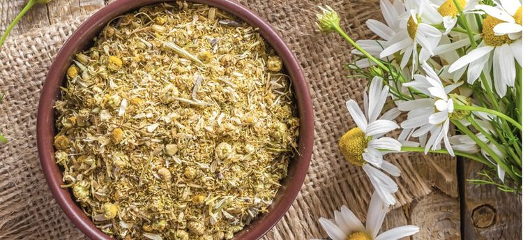 Aplica manzanilla en la piel de tu mascota para espantar garrapatas Foto: Shutterstock