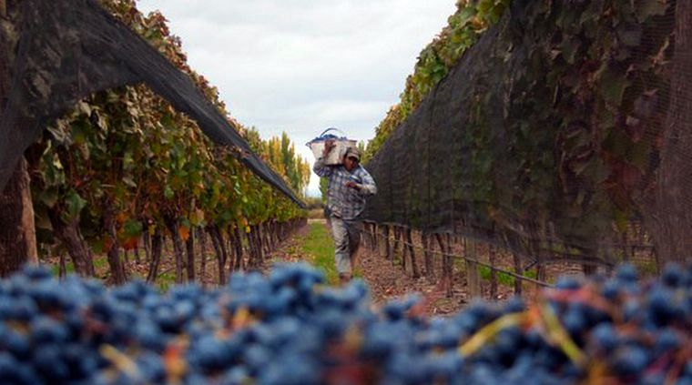 VENDIMIA La celebración de la cosecha de las uvas se realiza hace décadas Foto: Pachy Reynoso / MDZ