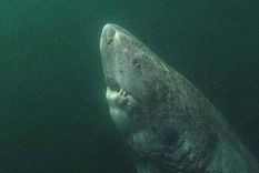 un tiburon es el animal mas viejo del mundo: tendria 515 anos