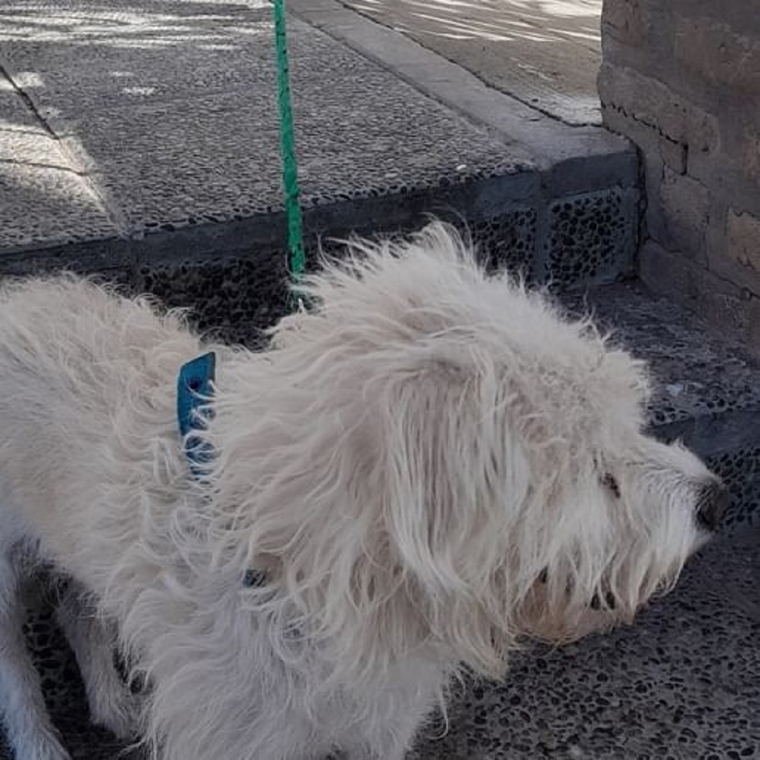 Indignante: fueron a votar y dejaron al perrito atado. Foto: Twitter