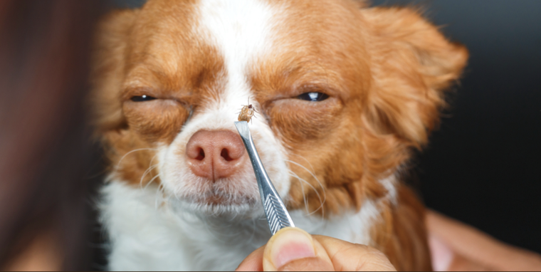 Las garrapatas pueden transmitir enfermedades a mascotas y humanos. Foto: Shutterstock
