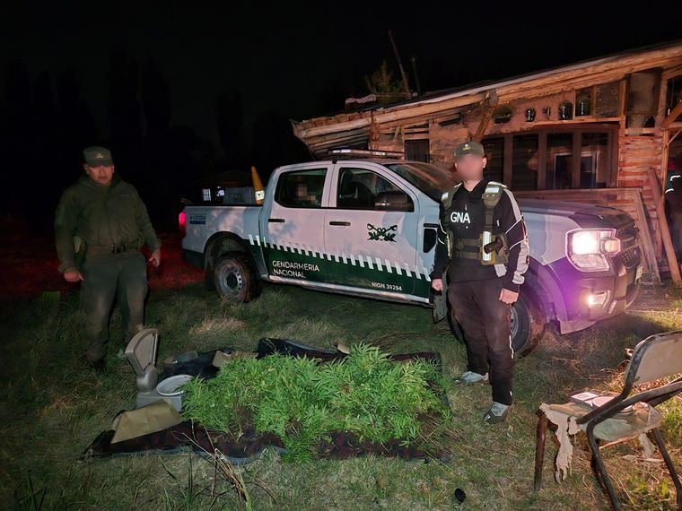 Algunos de los miles de plantines de marihuana secuestrados en el Sur provincial.&nbsp;