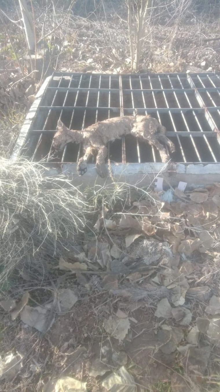 Policía Rural retiró el cuerpo del puma del canal y lo trasladó al Ecoparque Mendoza para realizar los estudios correspondientes. Policía Rural retiró el cuerpo del puma del canal y lo trasladó al Ecoparque Mendoza para realizar los estudios correspondientes.