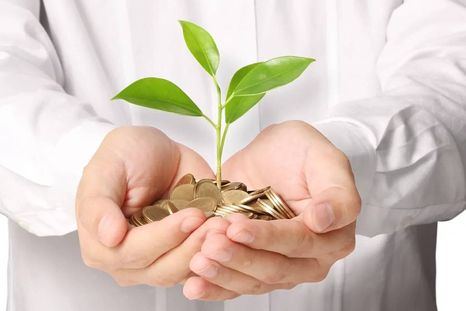 Las mejores plantas para atraer abundancia para el nuevo año. (Shutterstock). Las mejores plantas para atraer abundancia para el nuevo año. (Shutterstock).