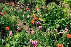 El crecimiento de las plantas también se ve favorecido por un grupo de micronutrientes, aquellos que no necesitan en grandes cantidades. Entre ellos se encuentran el hierro, el cobre, el zinc, el boro, el cloro, el manganeso y el molibdeno. Foto: Future/Thomas Rutter