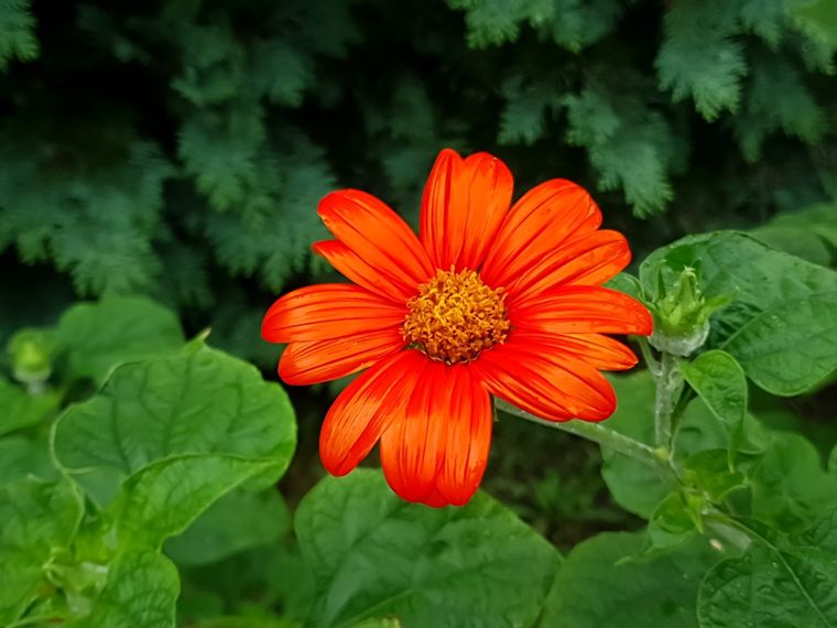 Apostar por plantas que florecen en otoño no solo embellece los espacios, también promueve la biodiversidad urbana y transforma el paisaje cuando más lo necesita Foto: Shutterstock