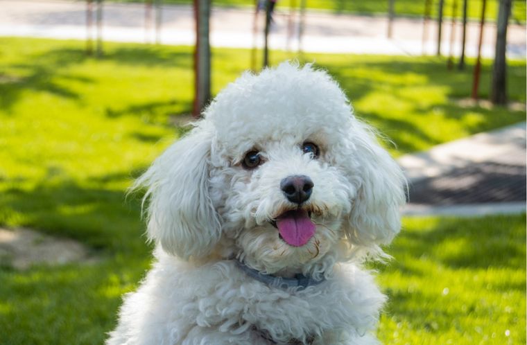 Mascotas Cómo cuidar a un caniche Foto: Shutterstock