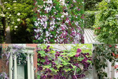 Las plantas trepadoras son una buena alternativa para darle una forma natural al ingreso de la vivienda. Foto: Imagen hecha con fotos de Wikipedia