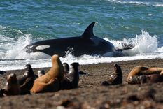 Es posible ver a las orcas encalladas en la orilla de la playa Foto: Télam Es posible ver a las orcas encalladas en la orilla de la playa Foto: Télam