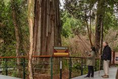 Este bosque del Parque Nacional Los Alerces guarda algunos de los árboles más antiguos del planeta.