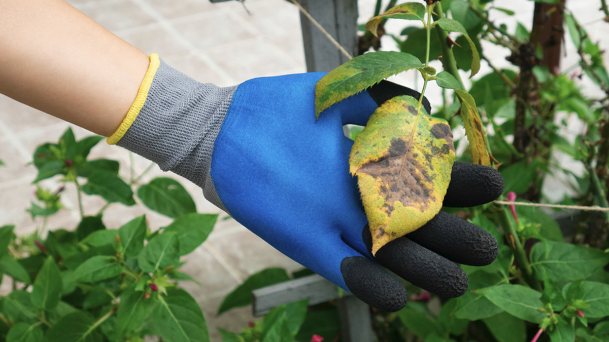 Jardín: el remedio casero que elimina hongos y fortalece raíces