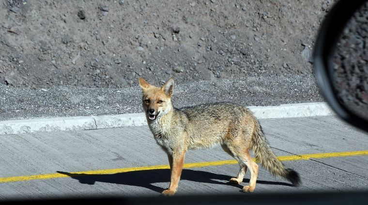 Un zorro, otro de los animales silvestres que pueden aparecer en zonas urbanas de Mendoza, al igual que ocurrió con el puma que fue visto recientemente en Luján de Cuyo.
