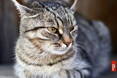 El gato que querrás adoptar como mascota Foto: Archivo