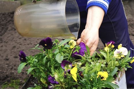 Las plantas necesitan otra rutina de riego en los días fríos. Foto: Shutterstock Las plantas necesitan otra rutina de riego en los días fríos. Foto: Shutterstock