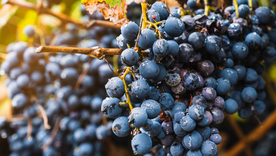 Mendoza busca que el juego online tribute como un buen Malbec. Mendoza busca que el juego online tribute como un buen Malbec.