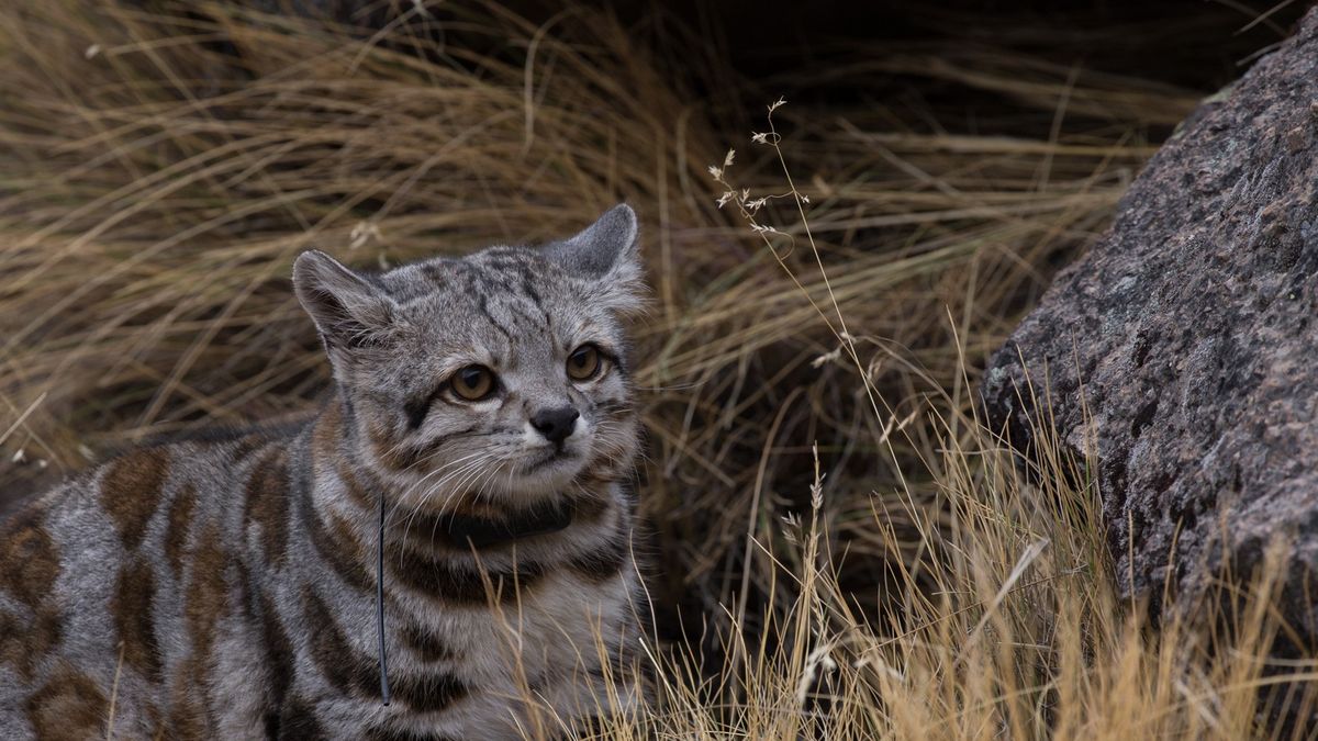 Captaron en Mendoza a uno de los animales más difíciles de ver del mundo