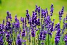 El fertilizante casero que revive las flores y convierte tu jardín en un paraíso botánico Utiliza esta receta en época de floración y tu jardín se transformará por completo. Foto: Pixabay