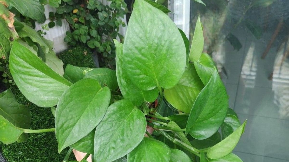 La planta que todos están sumando en casa: fácil de cuidar y ayuda a limpiar el aire