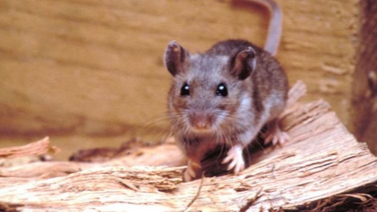 El roedor que transmite el hantavirus y preocupa en Argentina: así actúa el virus Andes