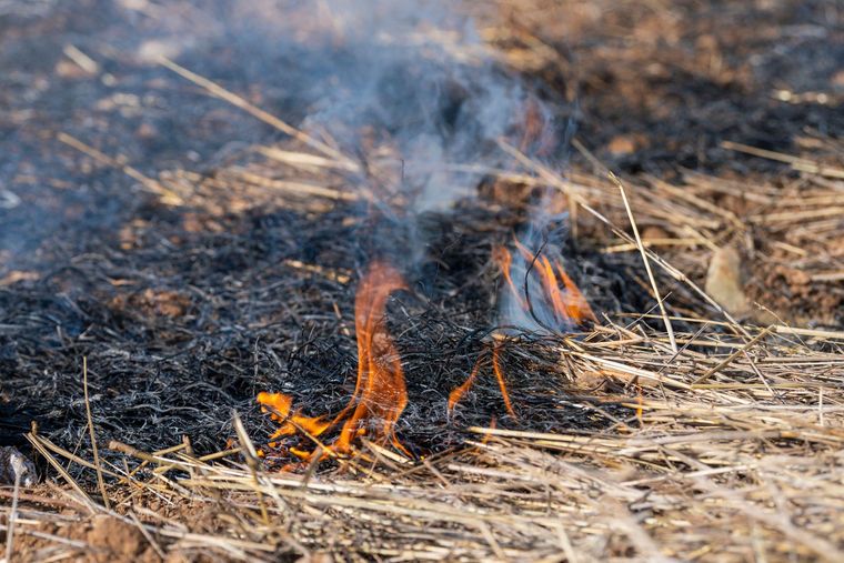 La vegetación seca es un factor clave para que las tormentas secas produzcan incendios forestales.