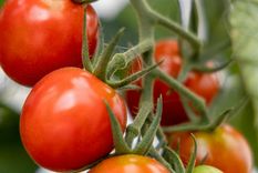 Tomate