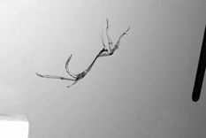 el maravilloso salto de una mantis religiosa