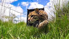 El ocelote es un felino salvaje que habita en el norte de nuestro país. El ocelote es un felino salvaje que habita en el norte de nuestro país.