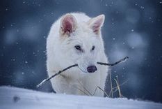 Los cachorros fueron presentados como lobos huargos, pero los expertos afirman que solo comparten rasgos físicos con la especie extinta. Foto: Colossal Biosciences