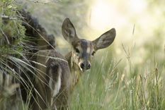 En la Patagonia, habita el huemul, un ciervo nativo que se encuentra en peligro de extinción Foto: Huilo Huilo
