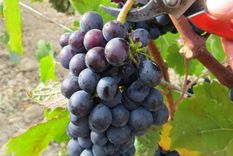 precio de la uva: comienza la puja y la cifra podria ser record