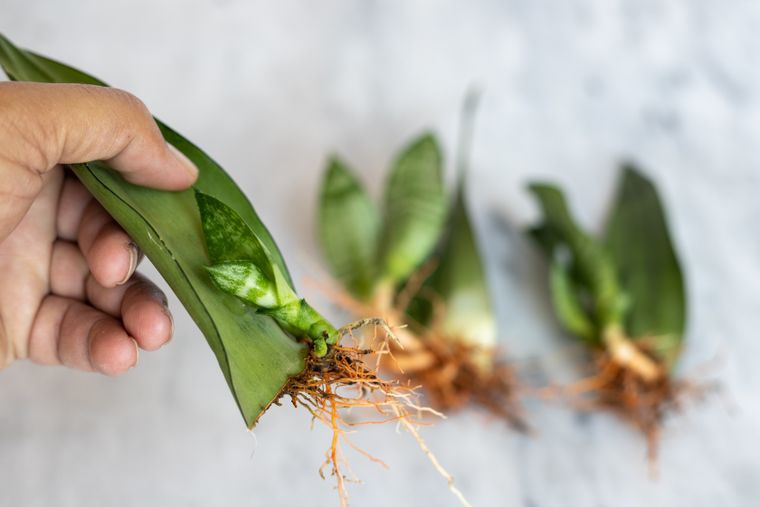 La sansevieria, también conocida como lengua de suegra, es una de las plantas de interior más resistentes.