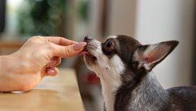 Tus mascotas nunca deberían probar estos alimentos. Foto: Archivo Tus mascotas nunca deberían probar estos alimentos. Foto: Archivo